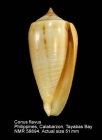 Conus flavus