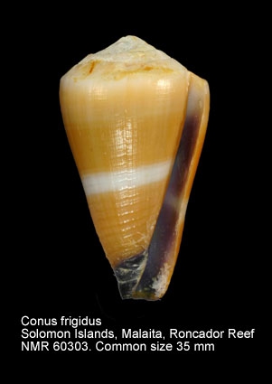 Conus frigidus