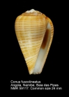 Conus fuscolineatus