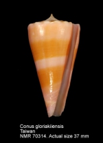 Conus gloriakiiensis