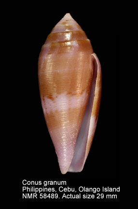 Conus granum