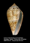 Conus franciscanus