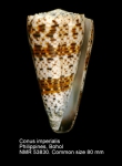 Conus imperialis