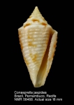 Conasprella jaspidea