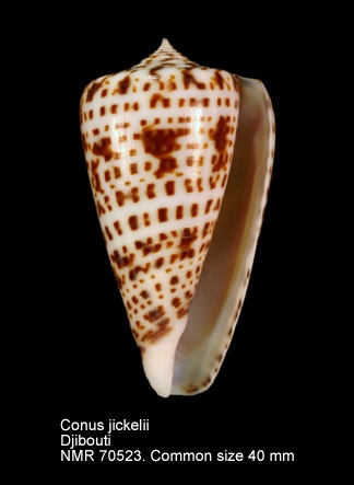 Conus jickelii