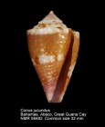 Conus jucundus
