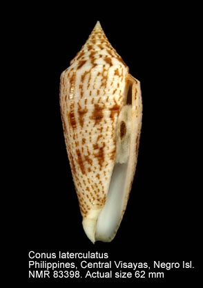 Conus laterculatus