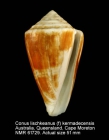 Conus lischkeanus