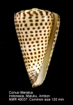Conus litteratus