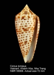 Conus lynceus