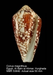 Conus magnificus