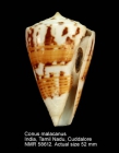 Conus malacanus