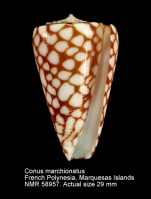 Conus marchionatus