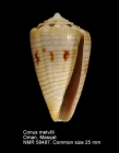 Conus melvilli