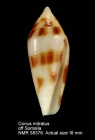Conus mitratus