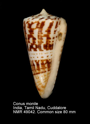 Conus monile