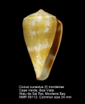 Conus cuneolus