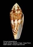 Conus mozambicus
