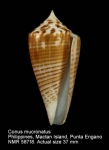 Conus mucronatus