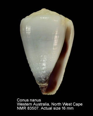 Conus nanus