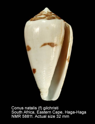 Conus natalis