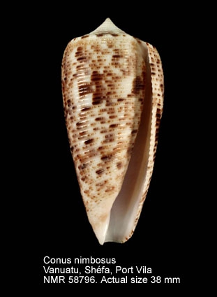 Conus nimbosus