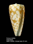 Conus nobilis
