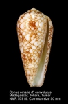 Conus omaria