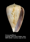 Conus papilliferus