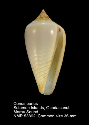 Conus parius