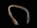 Polychaeta (bristle worms)