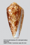 Conus pennaceus