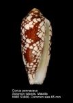 Conus pennaceus