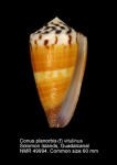 Conus planorbis