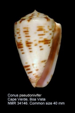 Conus pseudonivifer