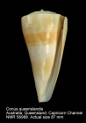 Conus queenslandis