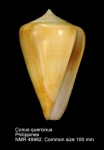 Conus quercinus