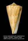 Conus recluzianus