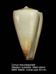 Conus reductaspiralis