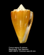 Conus regius