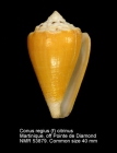 Conus regius