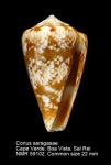 Conus saragasae