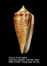 Conus mucronatus