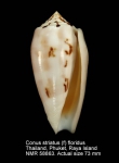 Conus striatus