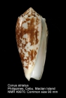 Conus striatus