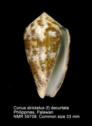 Conus striolatus