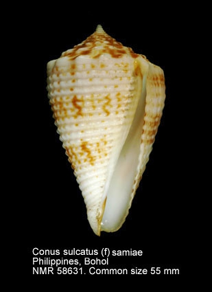 Conus sulcatus