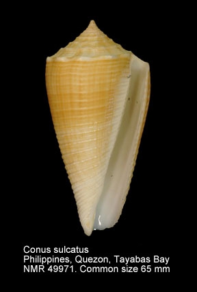 Conus sulcatus
