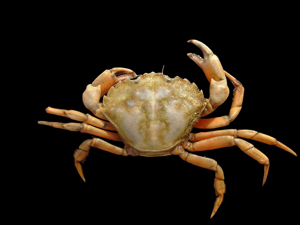 Carcinus maenas (Linnaeus, 1758)