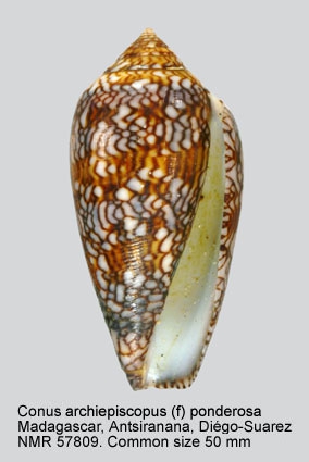 Conus archiepiscopus